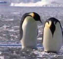 Um vídeo de pinguins fazendo coisas bobas!