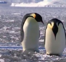 ¡Aquí tenemos un vídeo de pingüinos haciendo tonterías!