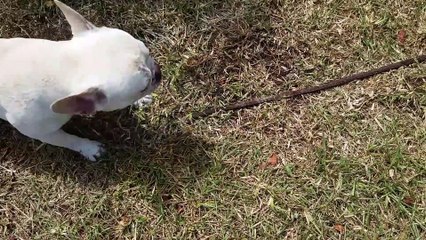 Un bouledogue devient fou avec une tige de câble en acier