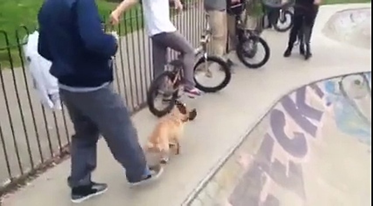 Ce chien déchire tout en skate sur une rampe - skater dog
