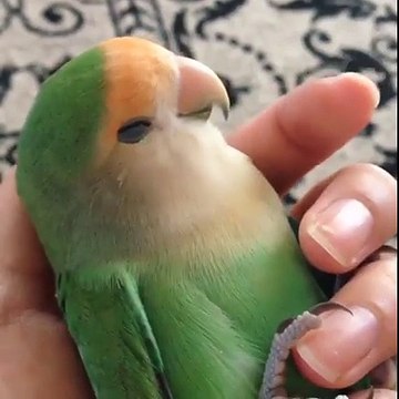 Cette perruche prend son pied et adore le calins