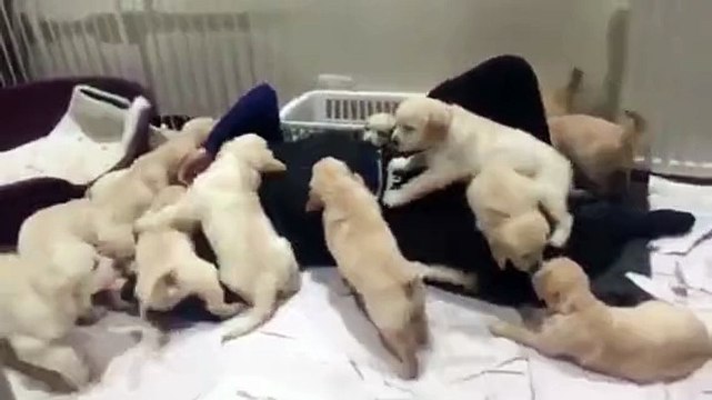 Man Swarmed by Dozens of Puppies!