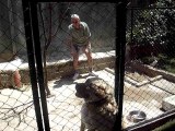 Turkish sheppard dog KANGAL