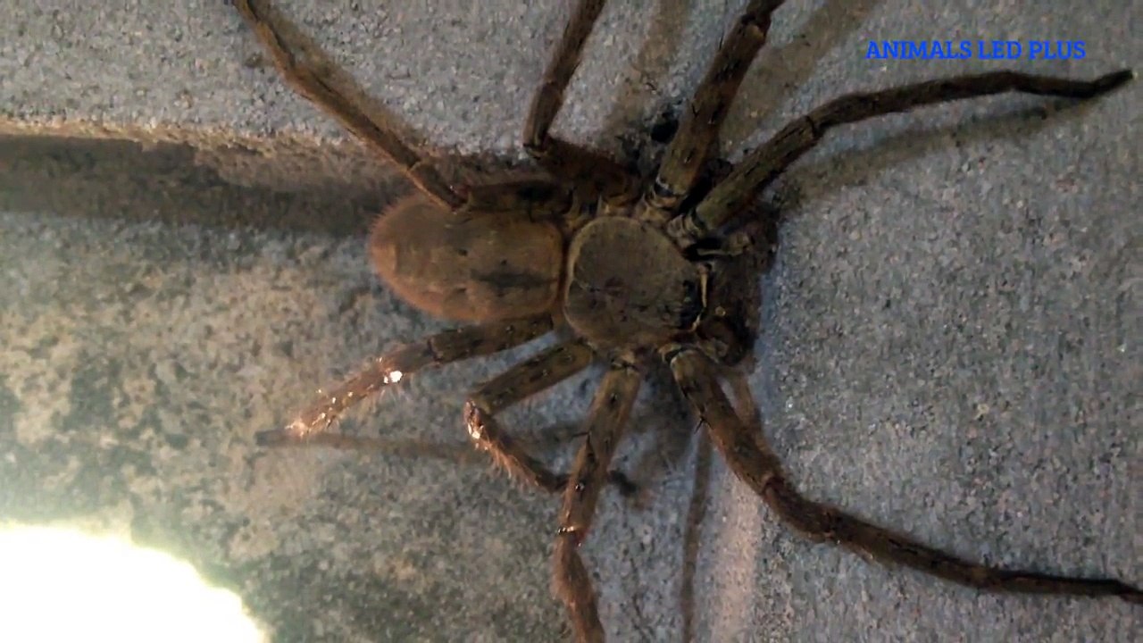 The Big spider in american