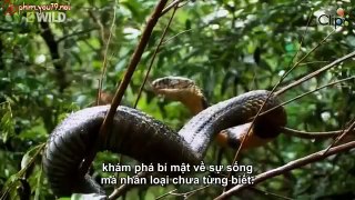 Wildlife Documentary - Animal World - Secret King Cobra Part 1