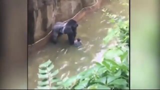 Boy was traped in gorilla cage Gorilla was killed with many fire to free child