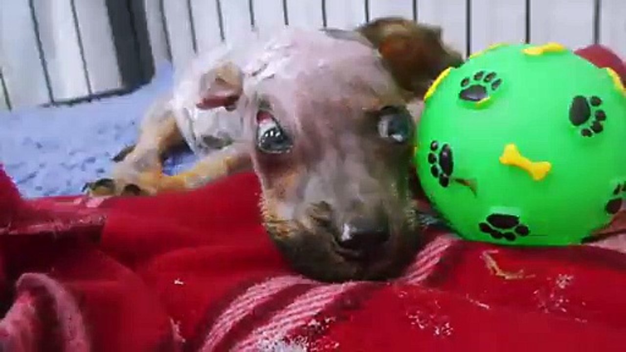 Il Cane gli morde il Telefono, lui lo fa Bollire VIVO e lo getta dalla Finestra