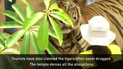 Big cats removed from Thailand's infamous Tiger Temple