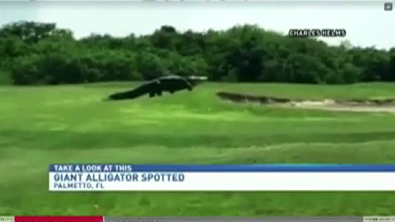  Buaya besar seperti dinosaurus