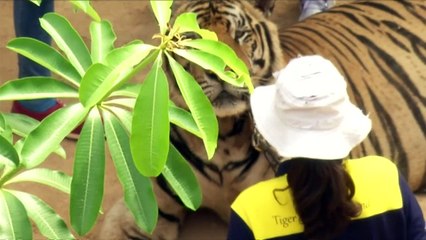 Big cats removed from Thailand's infamous Tiger Temple