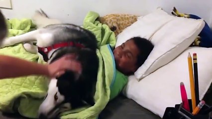 Husky won't let his human out of the bed