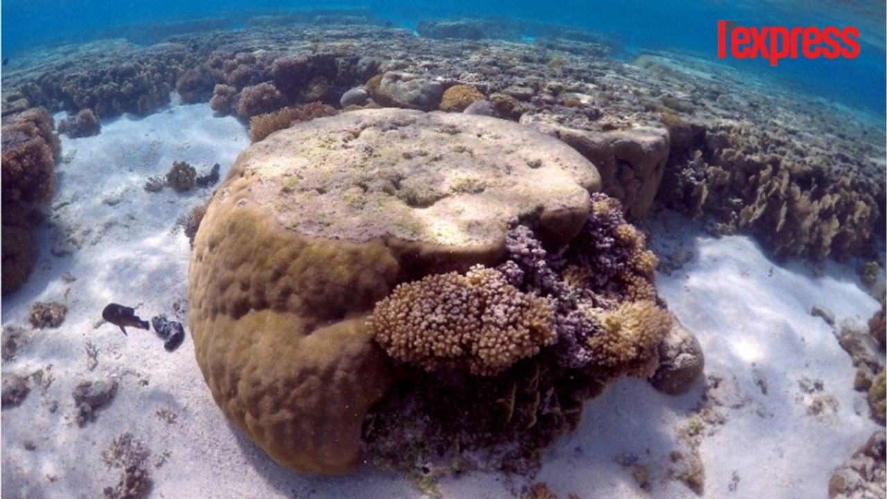Réchauffement climatique: la Grande barrière de corail est en danger