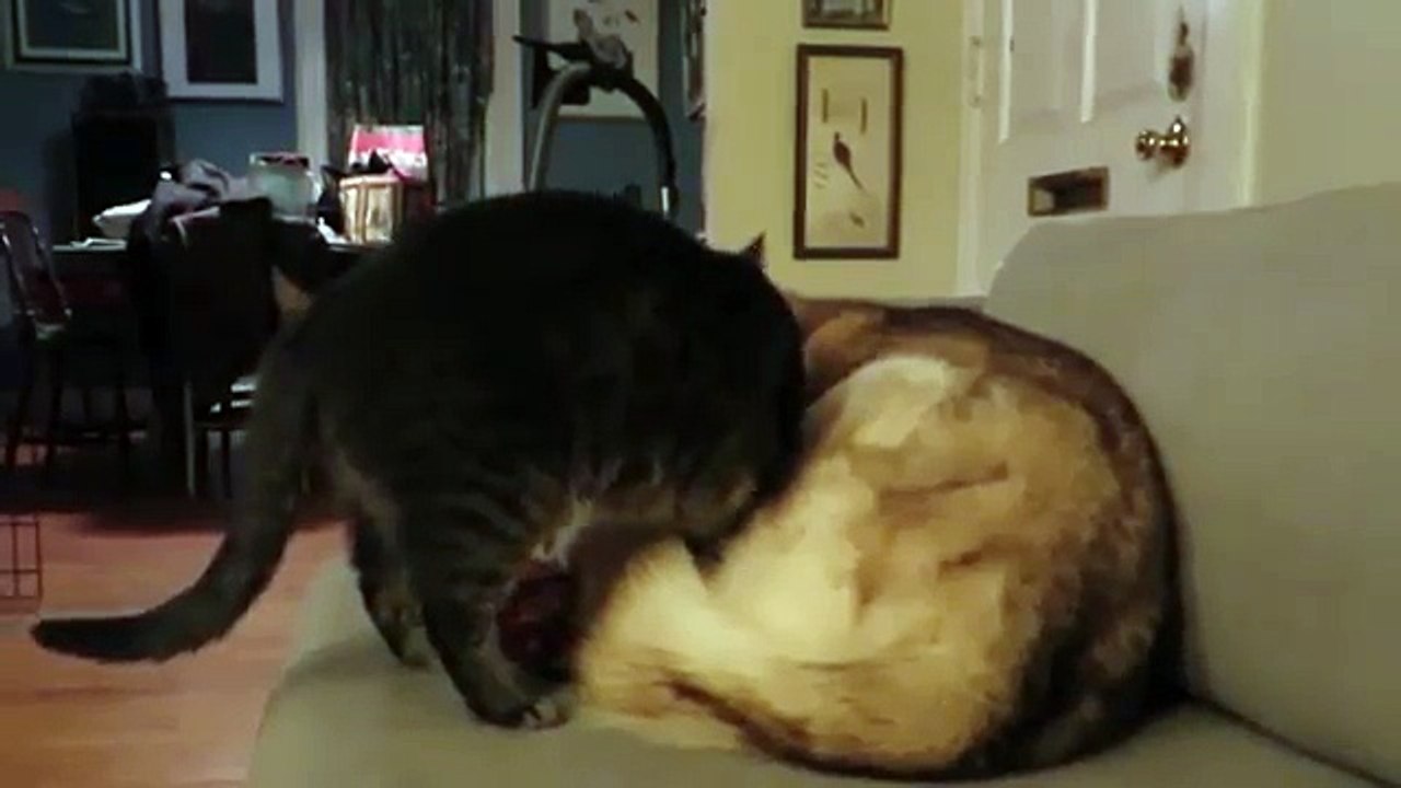 Salta addosso al cane che dorme ma accade qualcosa di meraviglioso.