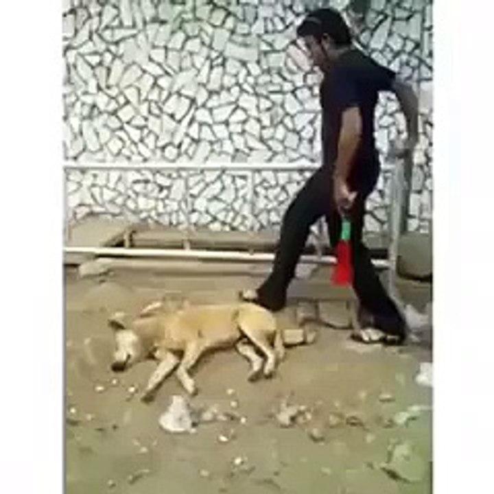 funny video