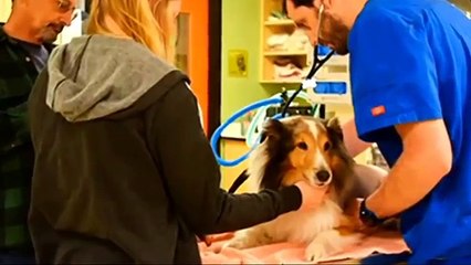 Stanno per sopprimere un cane paralizzato ma all'improvviso il veterinario nota qualcosa...