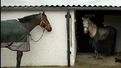 Horse Snorts In Stable Sound Effect
