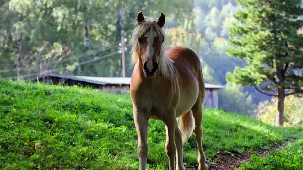 Horse Running Galloping Past Sound Effect