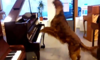 Elmo singing and playing Irish setter