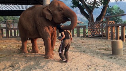Elephant Falls Asleep After Lullaby