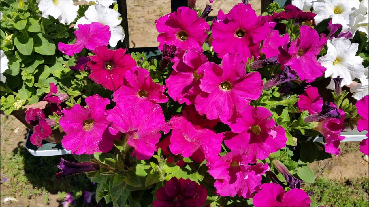 Vegetable Garden---Pictures by Tina O on samsung phone