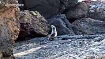 Baby seal clumsily waddles back to the sea