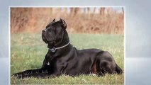 cane corso breeders