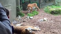 attaque femme Dublin Zoo Tiger crise