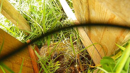 Oisillons Rouge Gorge 31 Mai 2016