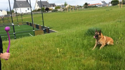 Couic, le chien pompier de Concarneau