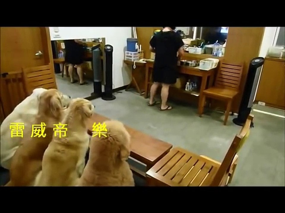 Elle s'approche avec les gamelles... Ce que font ses chiens vous laissera bouche bée !