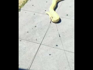 Man Tries to Take Pet Snake for a Walk, Fails