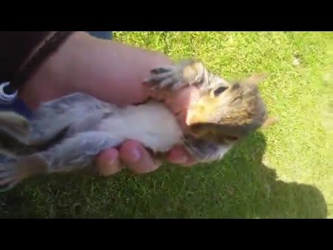 Little Squirrel Loses His Family, Decides to Live With Humans