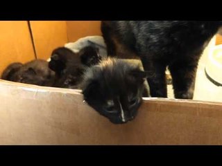 Litter of Gorgeous Foster Kittens Exploring