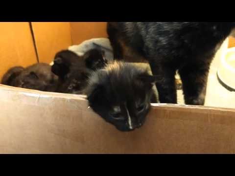 Litter of Gorgeous Foster Kittens Exploring