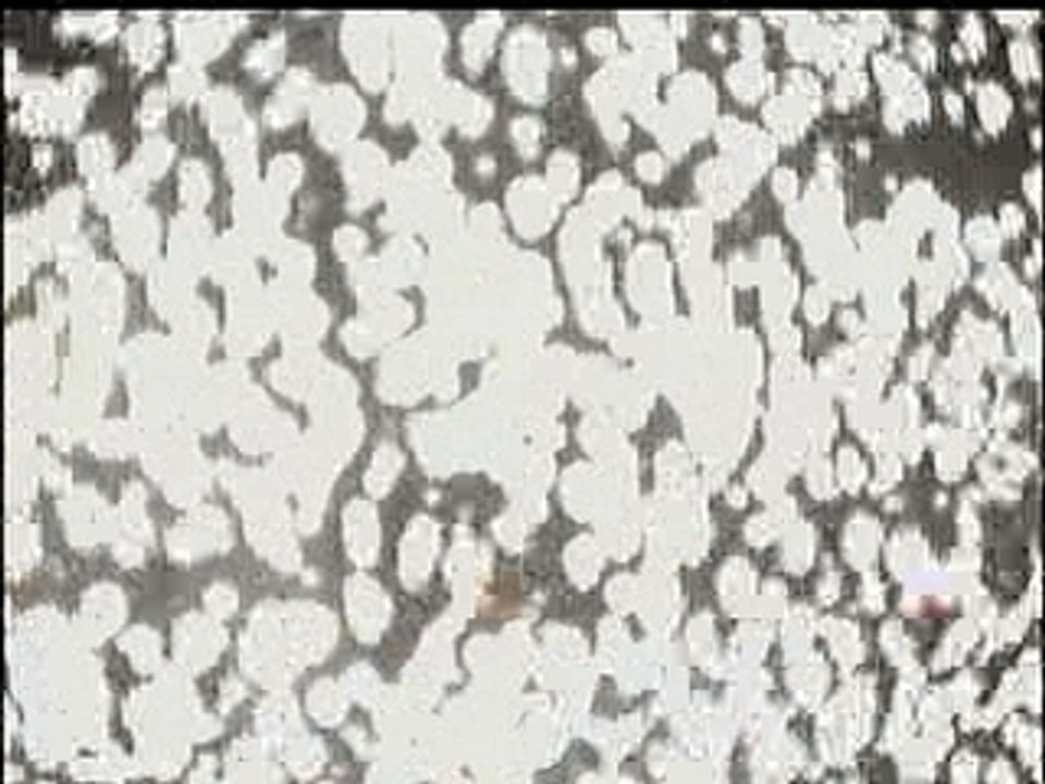 Arsenik.-.Regarde.le.monde