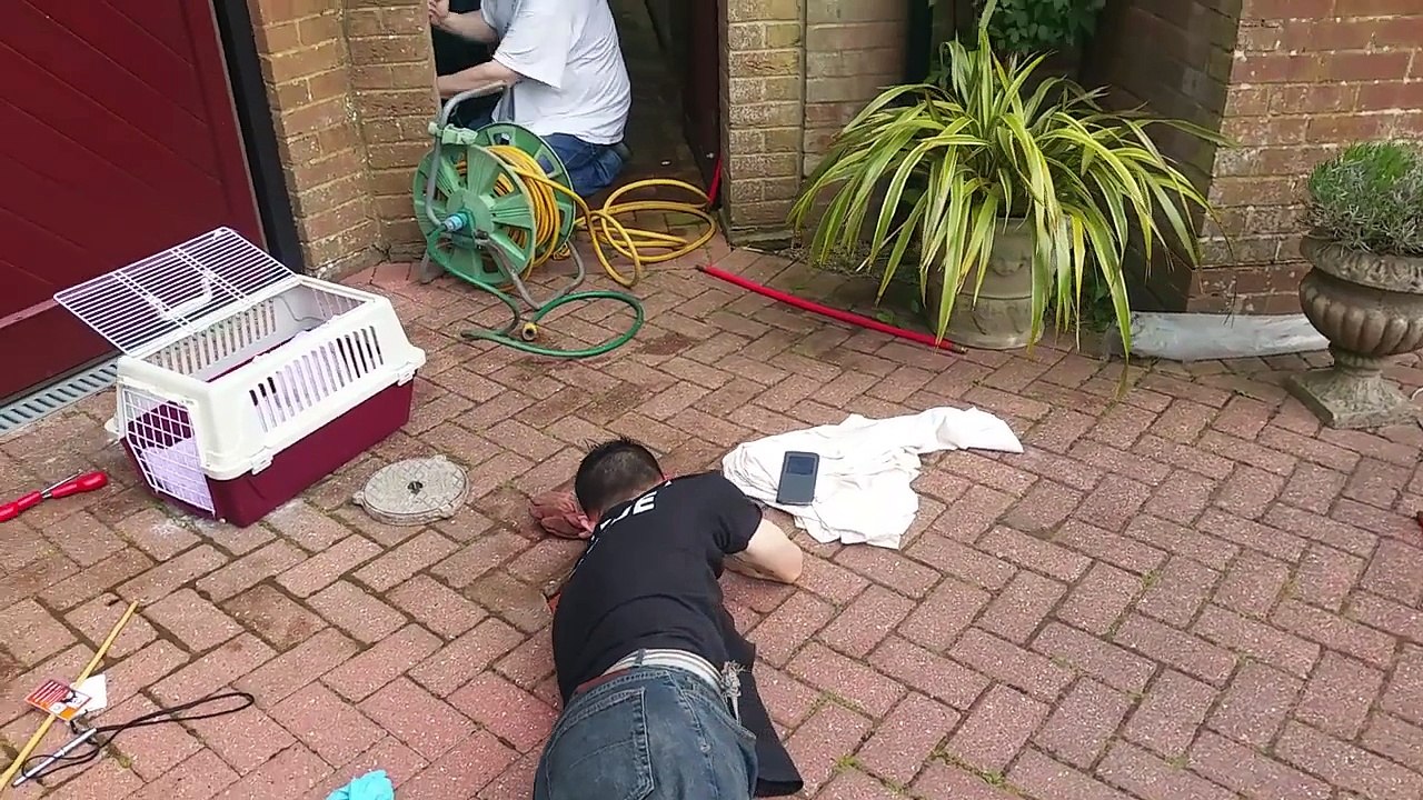 Il sauve un bébé renard coincé dans une canalisation sous les yeux apeurés de sa mère