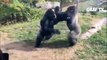 Biggest wild animal fights Fighting animals captured on camera 2