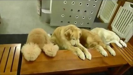 Des chiens exemplaire et tres bien dressés au moment du repas