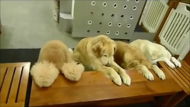 Des chiens exemplaire et tres bien dressés au moment du repas