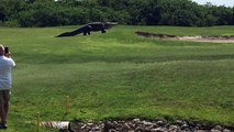 Un alligator géant sur un parcours de golf