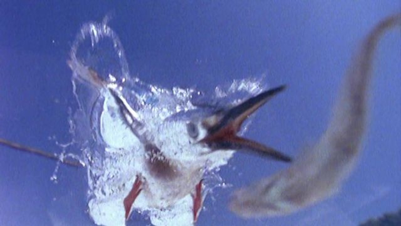 Absurd Creatures | Fish Think They're Safe From Birds But the Kingfisher Is Like LOL