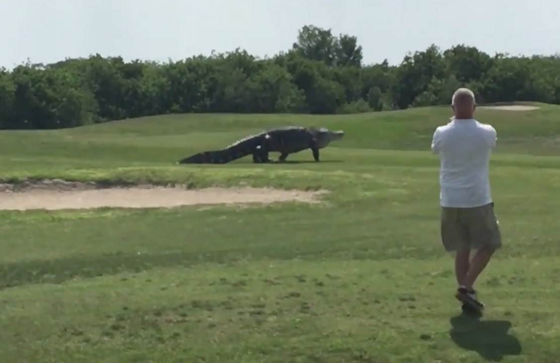 Un énorme alligator s'invite sur un golf de Floride
