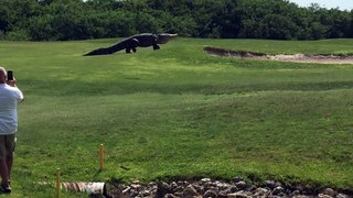 Un alligator géant se promène sur un terrain de golf.