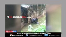 Niño cae en el foso de gorilas y matan al gorila para salvarlo-Mas Que Noticias-Video