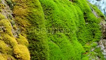 Drops Of Waterfall Flowing In Moss On Cliff - Stock Footage | VideoHive 15578434