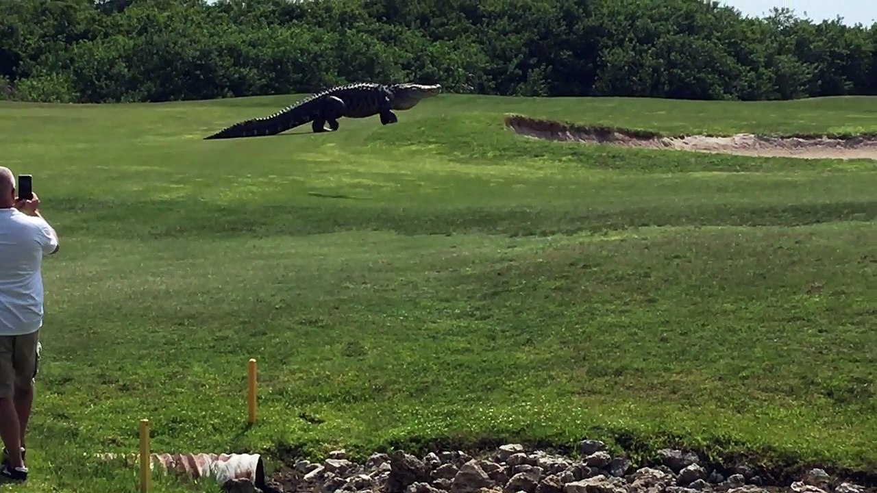 Un alligator géant sur un terrain de golf en Floride