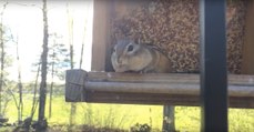 A reação hilariante de um esquilo ao ser apanhado em flagrante a roubar comida