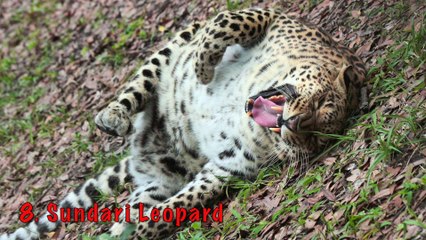 Top 12 Silliest Big Cats