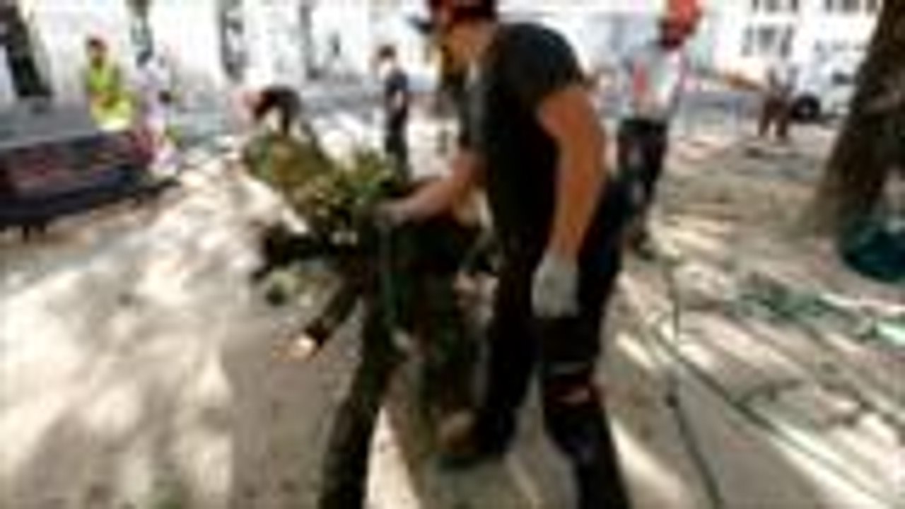 Abattage des tilleuls à Pau