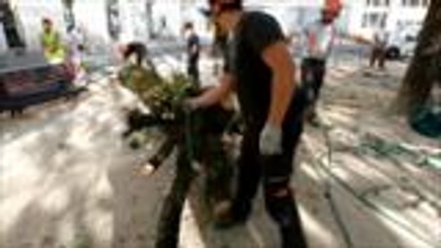 Abattage des tilleuls à Pau